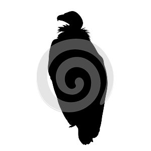 black silhouette of sitting vulture on white background of vector illustration
