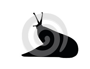 Black silhouette slug cartoon animal design flat vector illustration isolated on white background