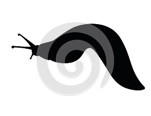 Black silhouette slug cartoon animal design flat vector illustration isolated on white background