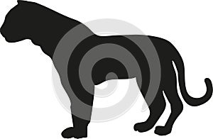 black silhouette of a standing tiger on a white background