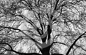 Black Silhouette of Tree Background