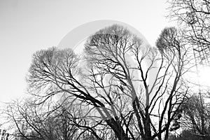 Black silhouette of a tree without leaves against a light sky.