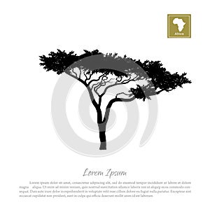 Black silhouette of a tree and white background. African nature. Umbrella acacia