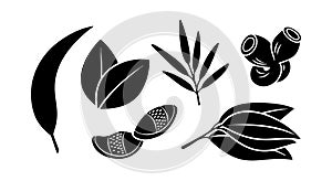 Black Silhouette Various Botanical Leaves and Pods Vector Illustration Natural Elements