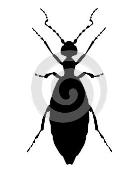 Black silhouette of a Violet oil beetle on white
