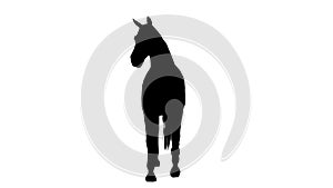 Black silhouette of a walking horse. Alpha channel. 4K.