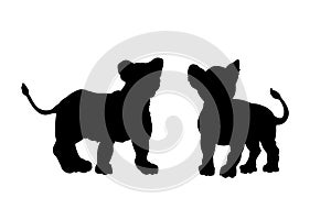 Black silhouette of young lions on white background. Lionet image. Isolated icon of wild cat. African animals