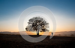 Black silhouettes, big trees and a boy in the meadow