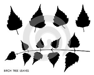 Black silhouettes of birch leaves isolated on white background. Autumn fallen leaves of birch tree. Vector