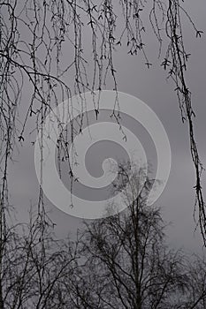 Black silhouettes of birch twigs on the background  of forest and grey cloudy sky
