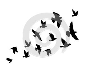 Black silhouettes of flying birds on a white background