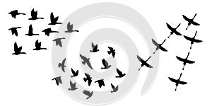 Black silhouettes of flying birds on a white background. Three different types of bird groups