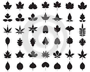 Black silhouettes of foliage