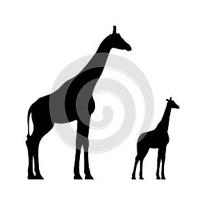 Black silhouettes of giraffe and calf