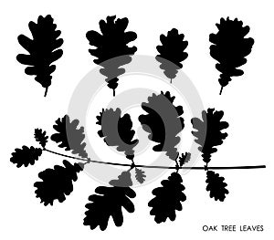 Black silhouettes of oak leaves isolated on white background. Autumn fallen leaves of oak tree. Vector