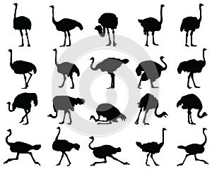 Black silhouettes of ostriches