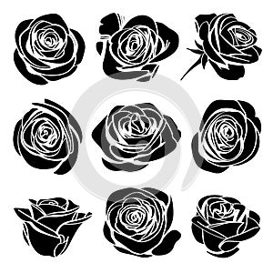 Black silhouettes rose flowers inflorescence with white lines collectoin