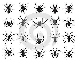 Black silhouettes of spiders