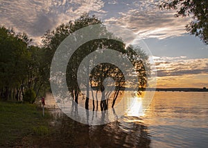 Black silhouettes of trees growing out of the water against the background of a bright sunset