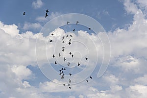 Black silhouettes of wild doves fly high against the blue cloudy summer sky.