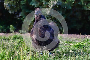 A black Silkie bantam cock with nature background