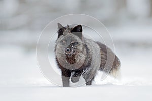 Black silver fox, rare form. Black animal in white snow. Winter scene with nice cute mammal.