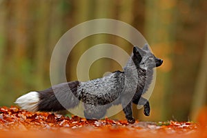 Black silver fox, rare form. Dark red fox playing in autumn forest. Animal jump in fall wood. Wildlife scene from wild nature. Fun