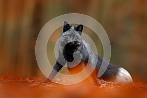 Black silver fox, rare form. Dark red fox playing in autumn forest. Animal jump in fall wood. Wildlife scene from wild nature. Fun