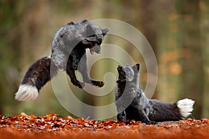 Black silver fox. Two red fox playing in autumn forest. Animal jump in fall wood. Wildlife scene from tropic wild nature. Pair of