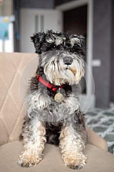 A black and silver schnauzer with an addressee on a red collar is sitting on a chair photo