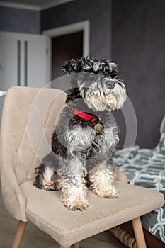 A black and silver schnauzer with an addressee on a red collar sits on a chair and looks away photo