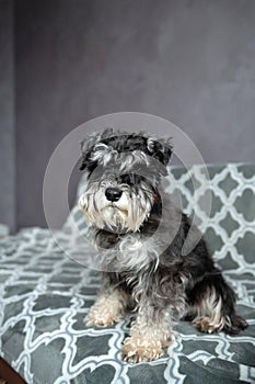 A black-and-silver schnauzer with an addressee on a red collar is sitting on the sofa photo