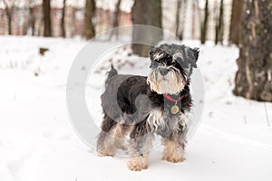 A black and silver schnauzer with an addressee on a red collar walks in the snow and looks away