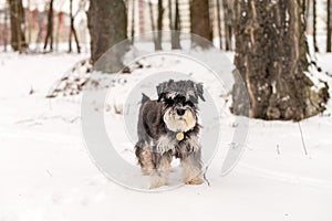 A black and silver schnauzer with an addressee on a red collar walks in the snow photo