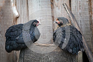 Black and similar chickens standing on a wooden box