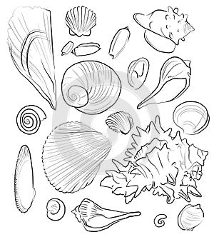 Black Simple Hand Drawn Outlined Shells Set