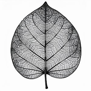 Black Skeleton Leaf on White Background