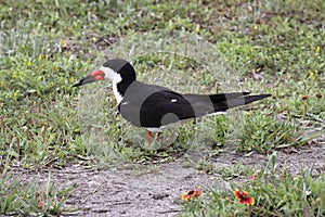 Black Skimmer