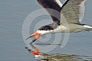 Black Skimmer photo