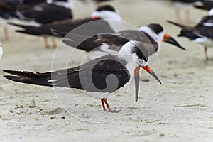 Black skimmer