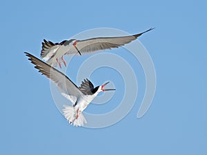 Black Skimmer Aerial Battle