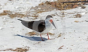 Black Skimmer at Barefoot Beach