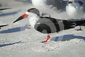 Black Skimmer Bird on Beach