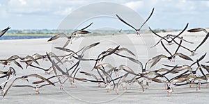 Black Skimmer Bird Flock in Flight