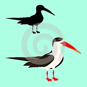 Black skimmer bird vector illustration flat style silhouette photo