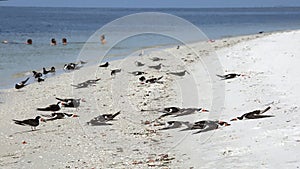Black Skimmer birds sleeping on the beach