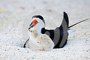 Black Skimmer Chick Begging For Food