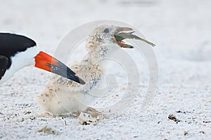 Black Skimmer Chick Swallowing A Fish, Whole