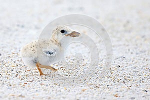 Black Skimmer Chick Taking A Stroll