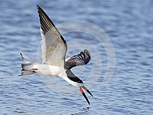 Black Skimmer in Flight